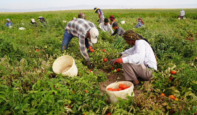 Eskişehir'de çiftçilere 54 milyon 590 bin 477 lira tarımsal destek ödemesi