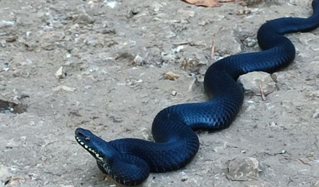 Bozüyük'te baran zehirli engerek yılanı görüldü