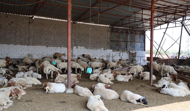 O hastalık 20 yıl sonra ilk kez görüldü: Mahalle karantinaya alındı