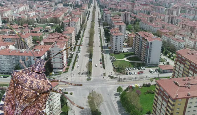 Vatandaş isyan etti! Eskişehir'de bir mahalle böcek istilasına uğradı