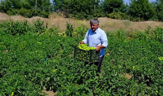 Eskişehir’de tonlarca sebze tarlada çürüyor