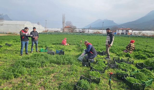 Eskişehir'de hasat öncesi pestisit denetimi