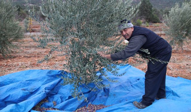 Soğuk hava Eskişehir'in zeytinine işlemedi: 300 kilo hasat yapıldı