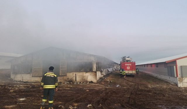 Eskişehir'deki tavuk çiftliğinde çıkan yangının detayları belli oldu