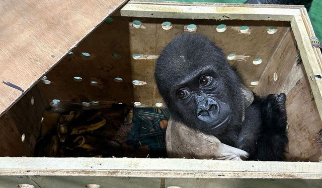 Nesli tükenmek üzere olan goril Türkiye'de yakalandı: Görenler şoke oldu