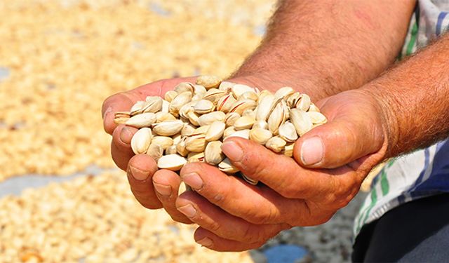 Antep fıstığı yerken dikkat edin: İçine resmen zehir koymuşlar