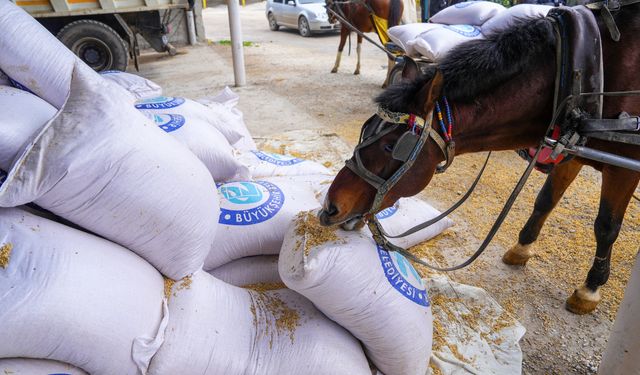 Büyükşehir Belediyesi'nden hayvan yetiştiricilerine can suyu