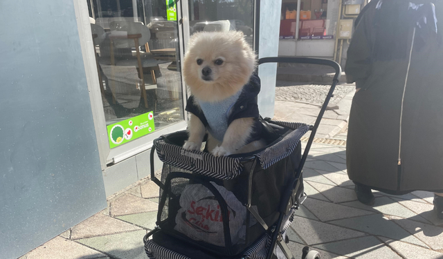 Eskişehir'de bebek arabasında dolaşan Lucky ilgi odağı oldu