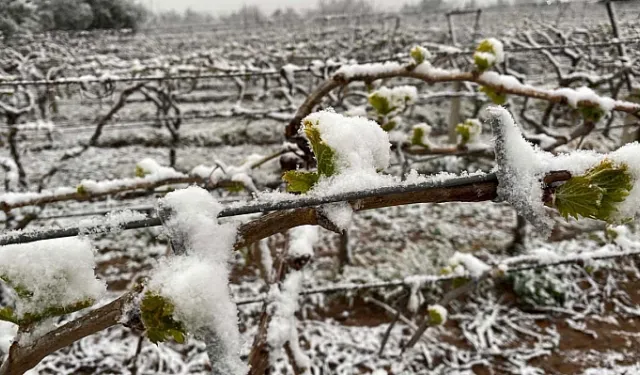 Çiftçilere Zirai don desteği: 16 ürün için ödeme yapılacak