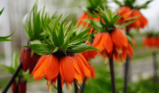 Eskişehir'de de görülmüştü: Koparmanın cezası 700 bin lira