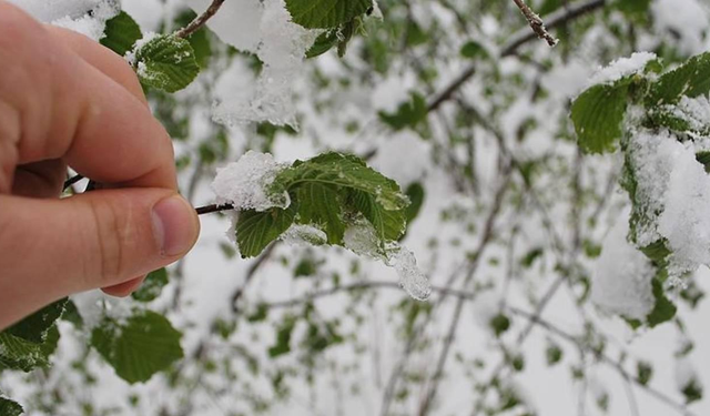 TBMM Zirai Don Araştırma Komisyonu inceleme yaptı