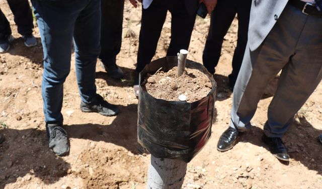 Eskişehir'de 6 bin ceviz ağacı aşılanacak