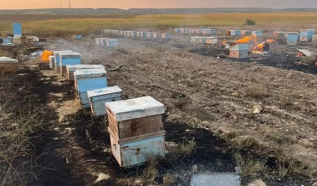 Eskişehir'de kundaklama iddiası: Binlerce arı telef oldu!