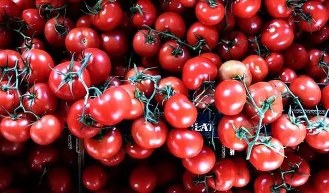 Bakan Yumaklı açıkladı: Türkiye domates üretiminde dünyada 3'üncü sırada