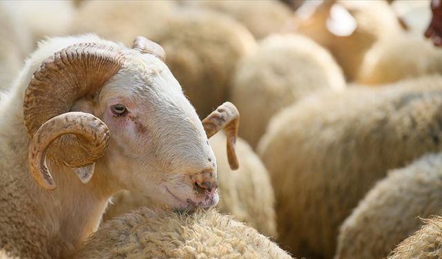 Çoğu kişi bilmiyor: Eğer bu yaşanırsa kurbana verdiğiniz parayı geri alabilirsiniz