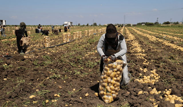 Patates hasadında verim düştü: Fiyatlar eridi!