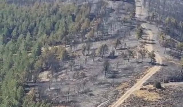 Komşuda orman yangını! 5 hektar alan kül oldu