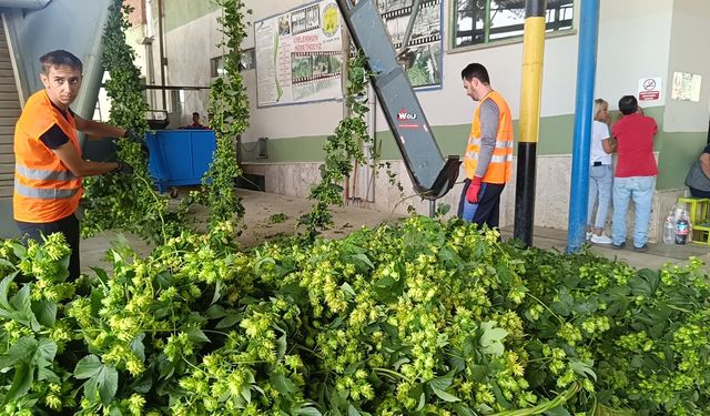 Eskişehir'in yanı başında 'yeşil altın' hasadı başladı: 93 bin TL'den alıcı buldu