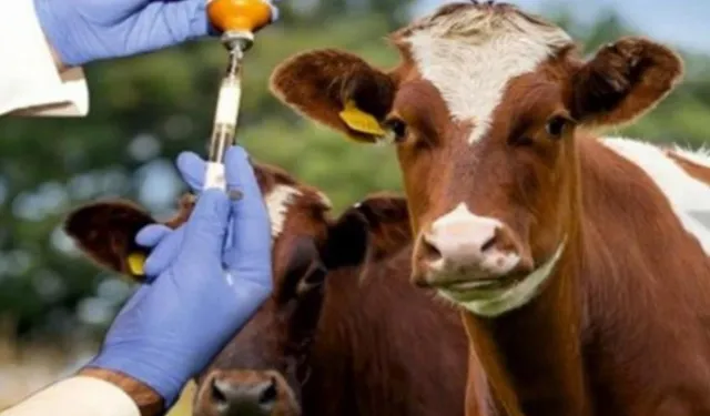 Eskişehir’de şap hastalığıyla mücadele: 151 bin büyükbaş hayvan aşılandı