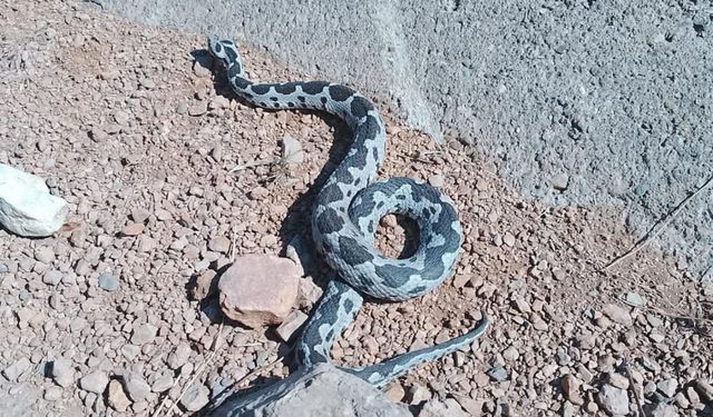 Komşuda 2 metre uzunluğunda engerek yılanı bulundu