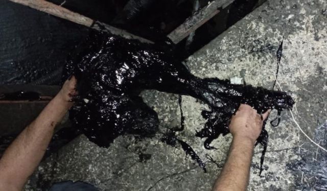 Komşuda yürek burkan olay: Köpek zift kazanına düştü