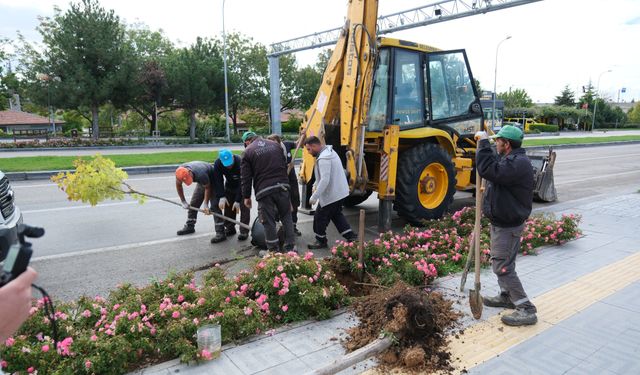 Sivrihisar'da ağaçlandırma çalışmaları devam ediyor