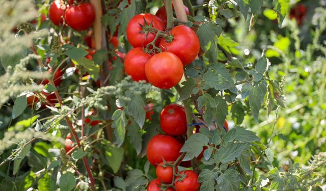 Eskişehir'in komşusunda 17 bin 48 dekar alanda domates üretiliyor