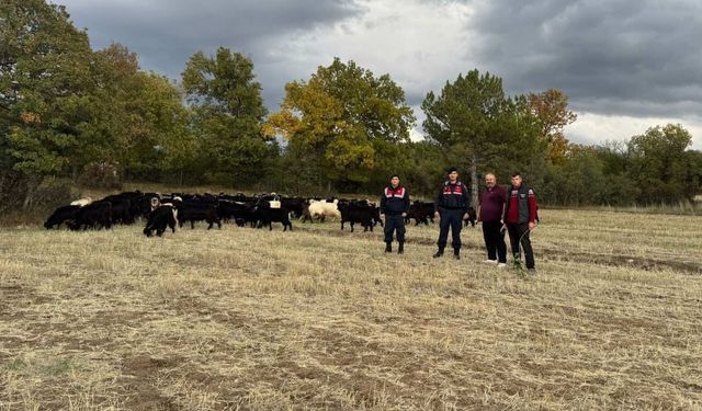 Komşuda kaybolan 70 küçükbaş hayvan jandarma ekiplerince bulundu