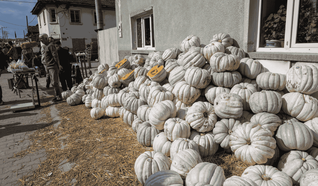 Eskişehirliler panayırda buluştu: Meşhur balkabakları sergilendi