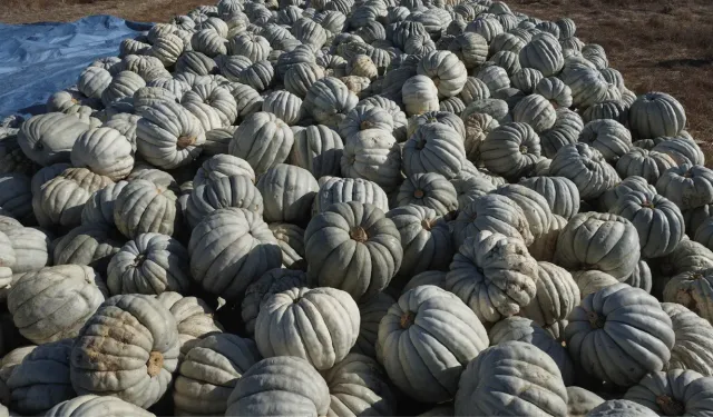 Kızılinler Bal Kabağı Panayırı bugün yapılacak