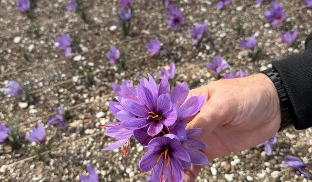 Ülkü Ocakları Genel Merkezi’nin terasında safran hasadı!