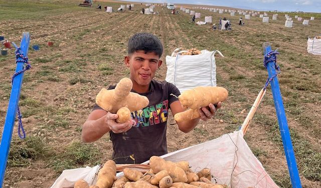Alpu Ovası’nda patates hasadı