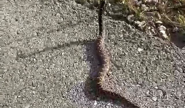 Zehirli yılanı elleriyle yakalayıp, doğasına bıraktı