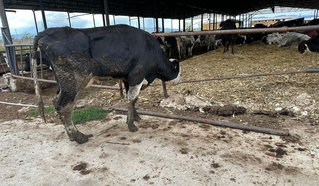 Şap hastalığında yeni tehlike: Aşıya rağmen yayılan varyantlar endişe yaratıyor
