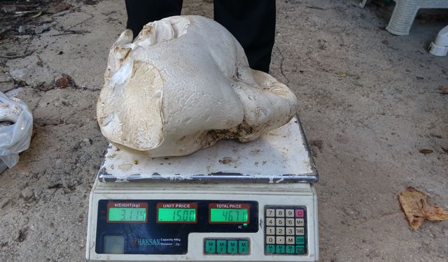 Görenler gözlerine inanamadı! Ağırlığı tam 3 kilo 114 gram!