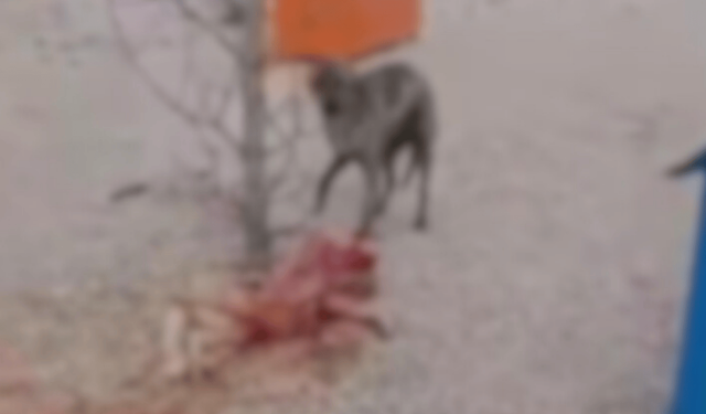 Eskişehir'deki barınakta aç kalan köpekler birbirlerini yedi