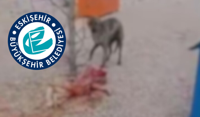 Eskişehir Büyükşehir'den barınak açıklaması: "Tüm yönleriyle araştırıp olayı aydınlatacağız"