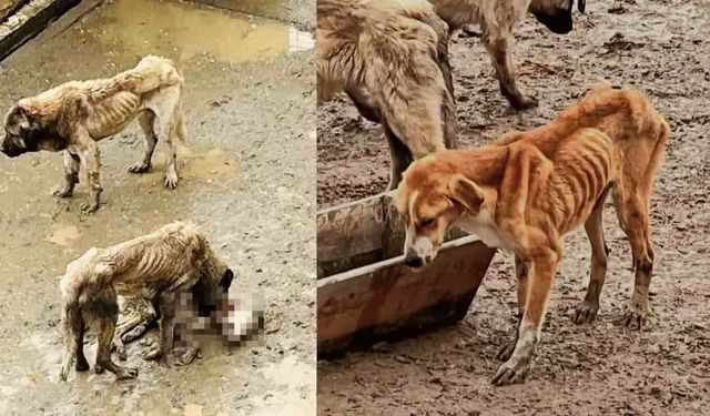 Adeta kemikleri sayılıyor: Köpekler açlıktan birbirini yedi, Eskişehirli hayvanseverler barınağa akın etti