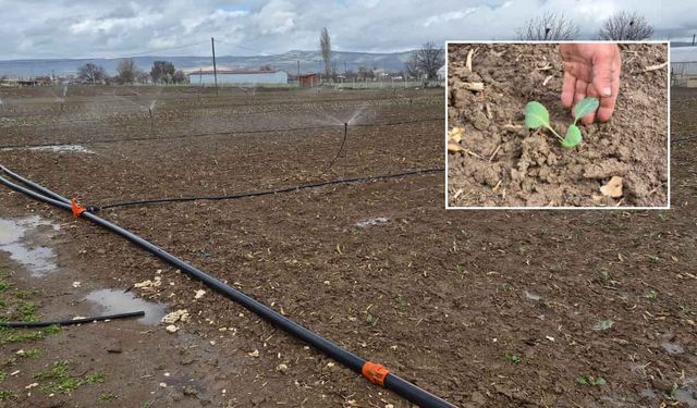 Eskişehir'de çiftçiler üretime başladı ama yüzler gülmüyor