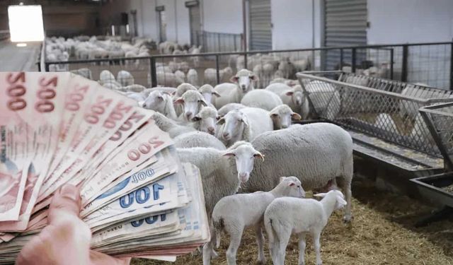 Başvurular devam ediyor: Eskişehir'de üreticilere küçük baş temini ve  düşük faizli kredi desteği!