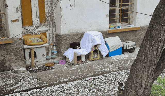 Eskişehir’de terk edilmiş bahçe kedilere yuva oldu