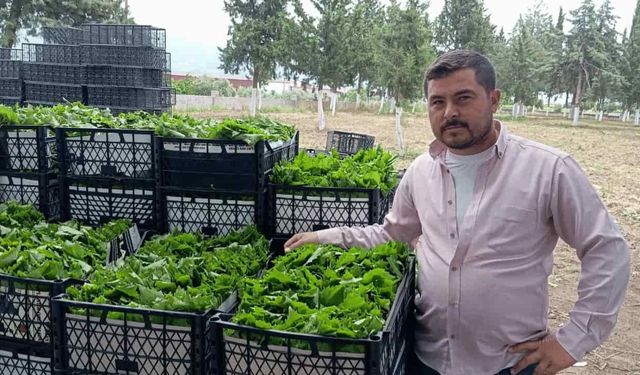 ‘Yeşil altın’ın hasadı başladı! Günde 40 kilo topluyorlar
