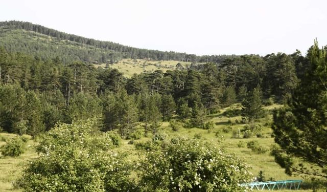Gündem