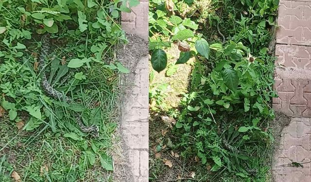 Eskişehir'de 2 metrelik Türkiye'nin en zehirli yılanı görüldü
