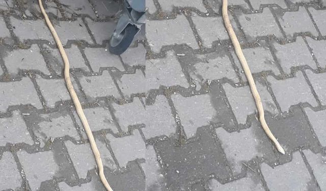 Eskişehir'de yılan vakaları arttı