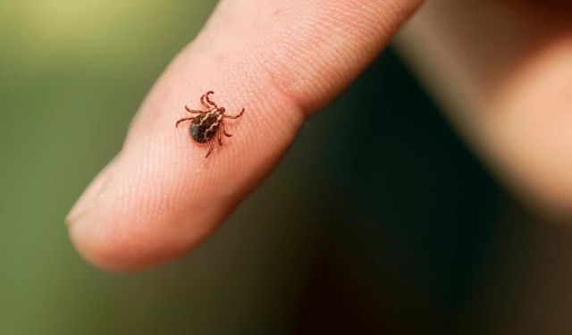 Kene kabusu devam ediyor: 3 çocuk babası hayatını kaybetti
