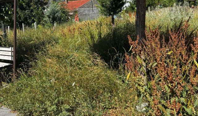 Eskişehir'de çocuk parkını yabani otlar sardı