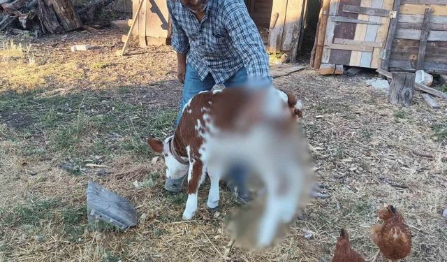Görenler gözlerine inanamadı: Köyün ilgi odağı oldu