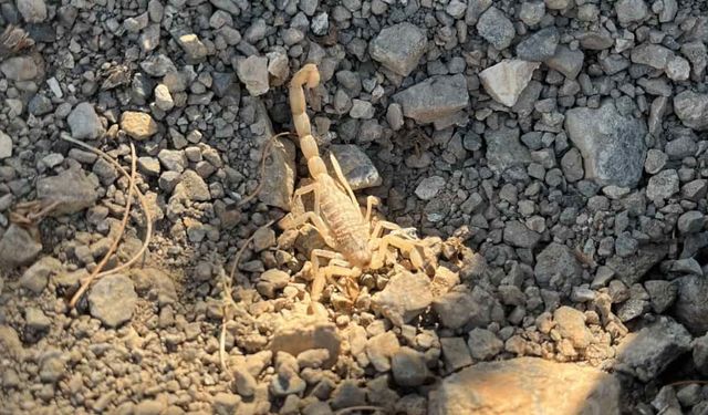 Vişne toplarken akrep soktu: Hastaneye kaldırıldı