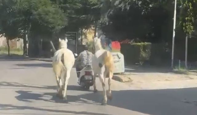 Yürek yakan görüntüler! Atları motosikletine bağlayarak ilerledi